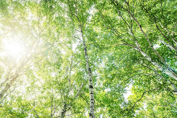 forest der einen weißen birke - silver birch tree stock-fotos und bilder