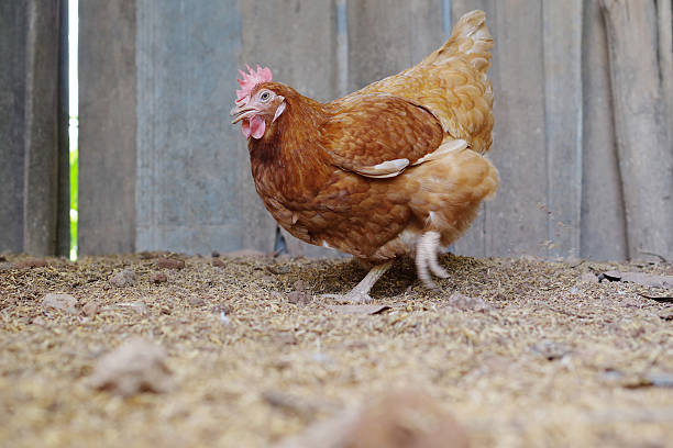 istock Rhode island red hen digging and scratching for food 594921134