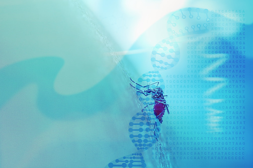 Abstract medical background with DNA helix, genetic code and mosquito sucking human blood. Concept for mosquito genetic and gene editing technology (CRISPR-Cas9) to control mosquito populations.