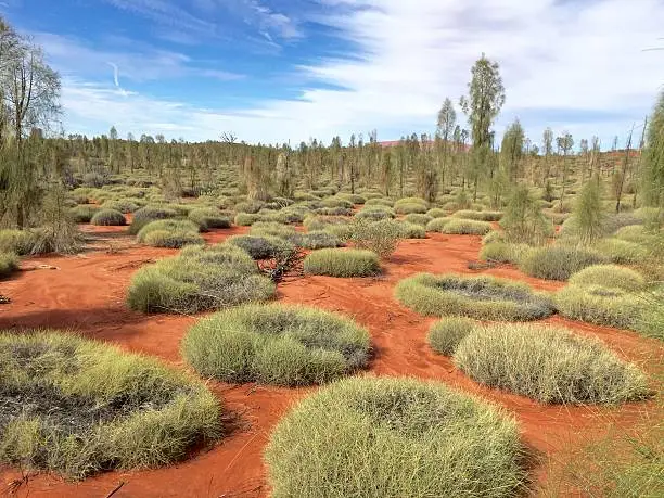 Desert landscape in Australia.