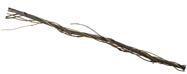 istock Twisted dried vines on dried tree branch isolated on white 594922050
