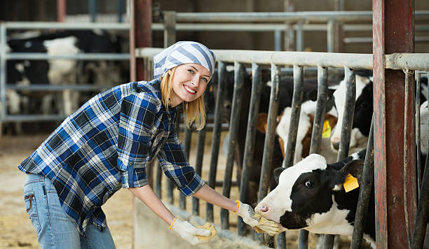 istock Portrait of veterinary technician feeding cows 594922244