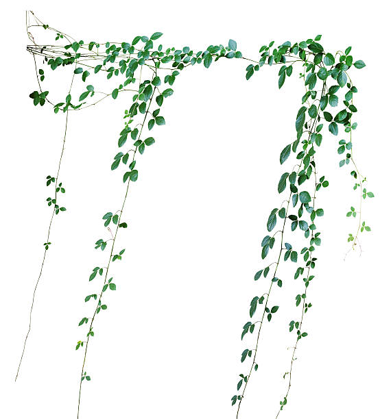 istock Wild climbing vine, Cayratia trifolia (Linn.) Domin. isolated on 594922482