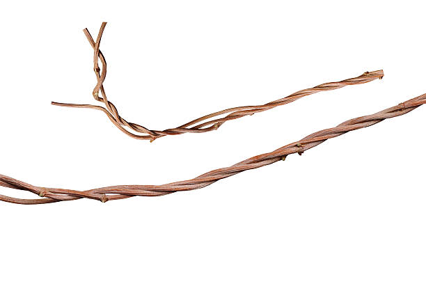 istock Twisted jungle vines isolated on white background, clipping path 594922738