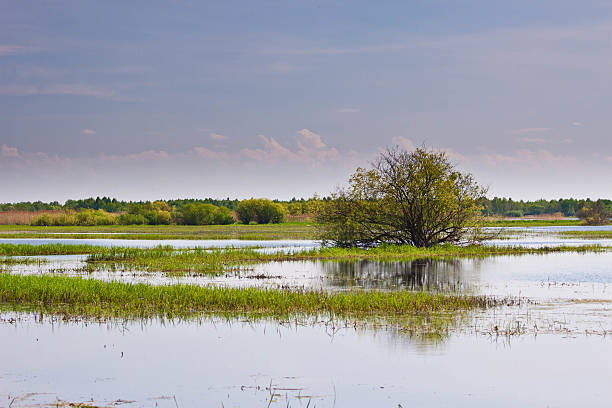istock Tree in the middle of Biebrza swamps 594923574