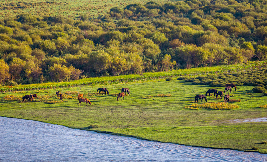Riverside grazing horses, prairie scenery.