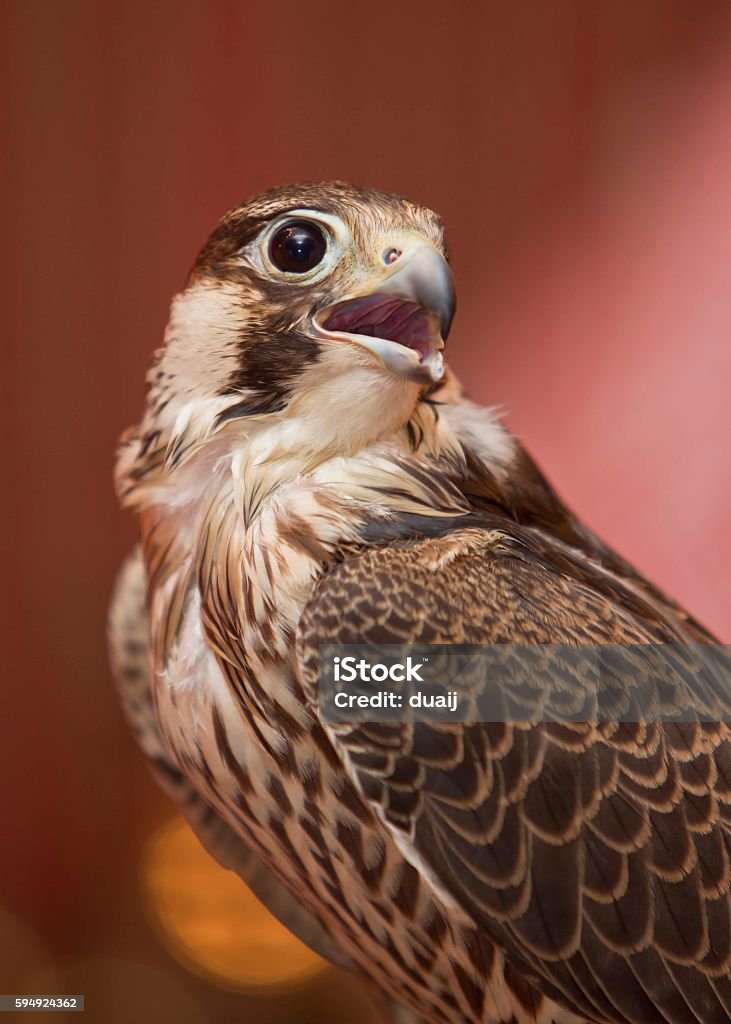 Falcon  - Lizenzfrei Braun Stock-Foto