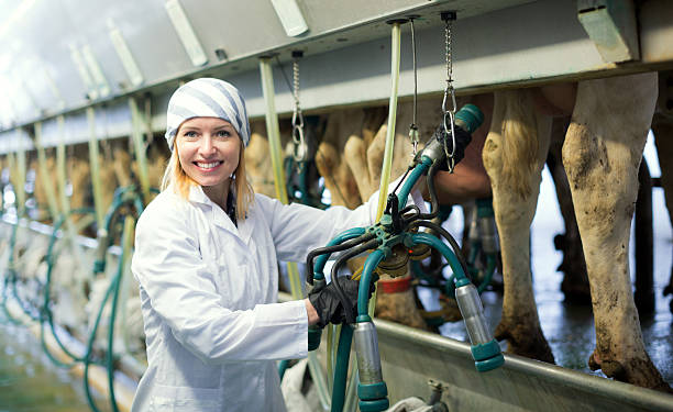 istock Female technician working with milking machines 594924458