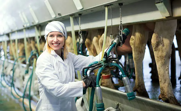 Positive female technician working with milking machines in cows barn