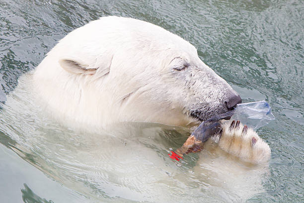 nahaufnahme eines polarbear (icebear - polar bear bear white close up stock-fotos und bilder