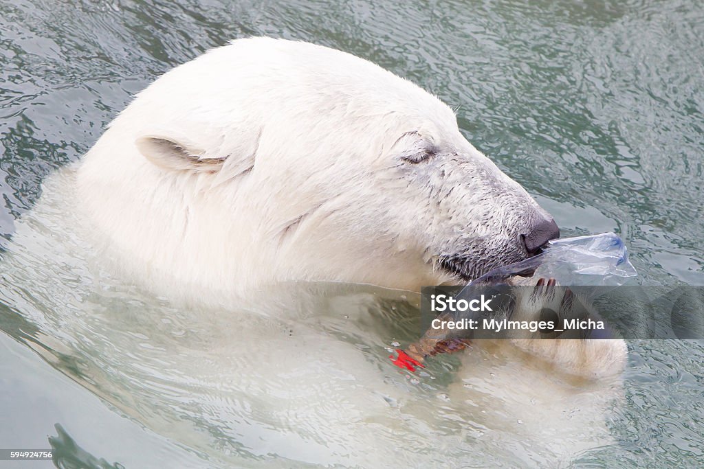 Close-up of a polarbear (icebear) Close-up of a polarbear (icebear) in captivity Plastic Stock Photo