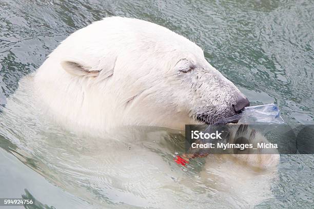 Closeup Of A Polarbear Stock Photo - Download Image Now - Plastic, Sea, Arctic