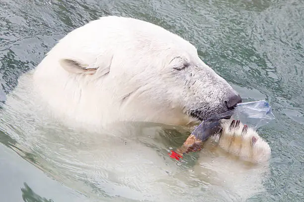 Close-up of a polarbear (icebear) in captivity