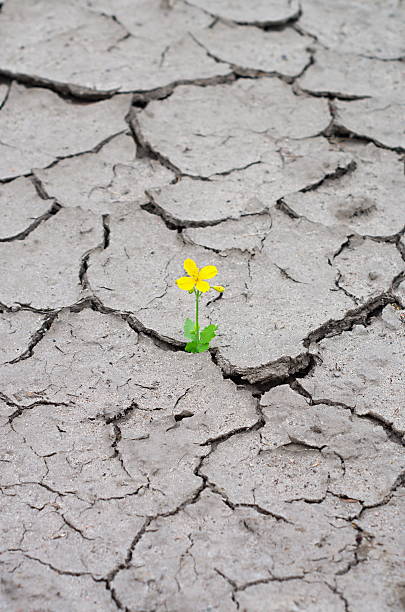 istock flower on dry land 594926668