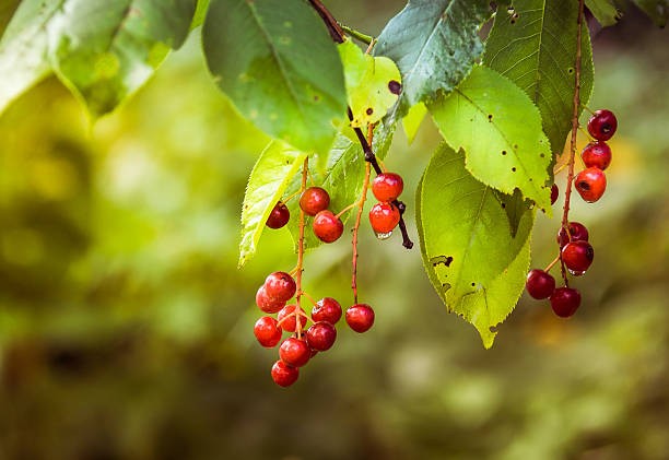 istock Red Viburnum berries in autumn 594926710