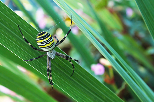 wasp spider (argiope bruennichi) in the nature - getingspindel bildbanksfoton och bilder