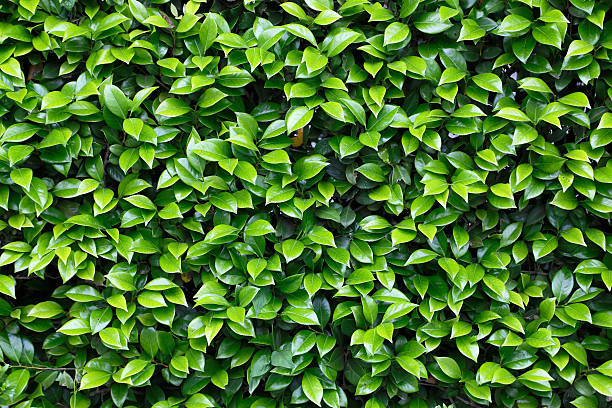 istock Fresh green of camellia 594926762