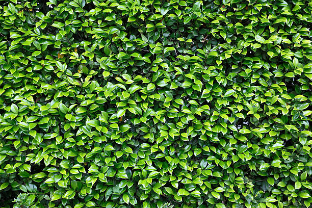 istock Fresh green of camellia 594926838