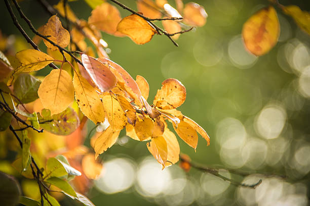istock red leaves on a tree in autumn 594927464