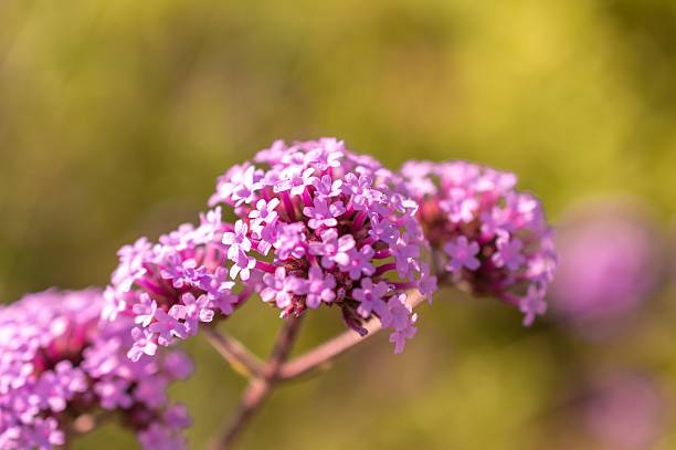 istock Selective focus of purple violet flower 594928512