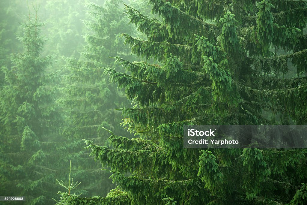 abeto, abeto, árboles - Foto de stock de Bosque libre de derechos
