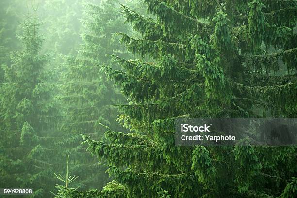 Spruce Fir Trees Stock Photo - Download Image Now - Forest, Spruce Tree, Pine Tree