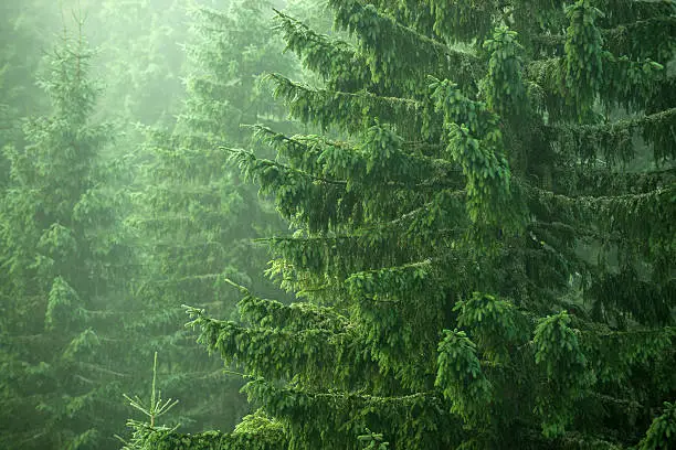 coniferous trees, spruce and fir trees