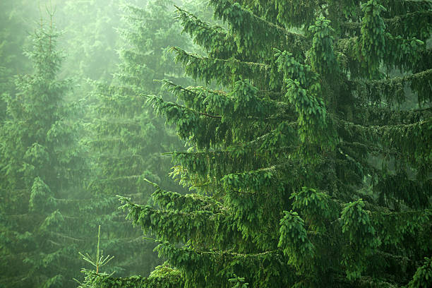 spruce, fir, trees - fir tree coniferous tree needle tree imagens e fotografias de stock