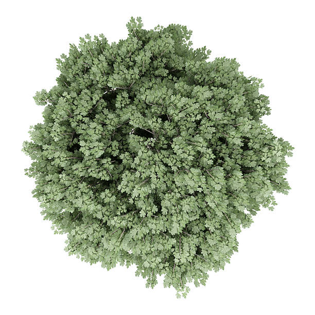 istock top view of field maple tree isolated on white background 594928994