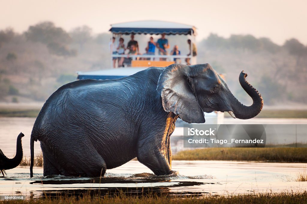 Tourist watching an elephant in Botswana Tourist watching an elephant crossing a river in the Chobe National Park in Botswana, Africa; Concept for travel safari and travel in Africa Botswana Stock Photo