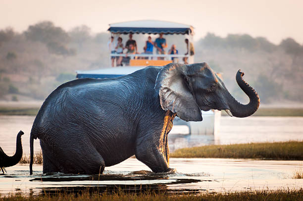 Tourist watching an elephant in Botswana Tourist watching an elephant crossing a river in the Chobe National Park in Botswana, Africa; Concept for travel safari and travel in Africa botswana stock pictures, royalty-free photos & images