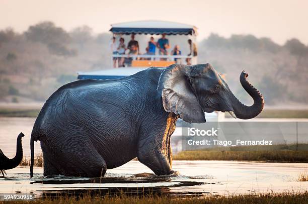 Tourist Watching An Elephant In Botswana Stock Photo - Download Image Now - Botswana, Safari, Chobe National Park