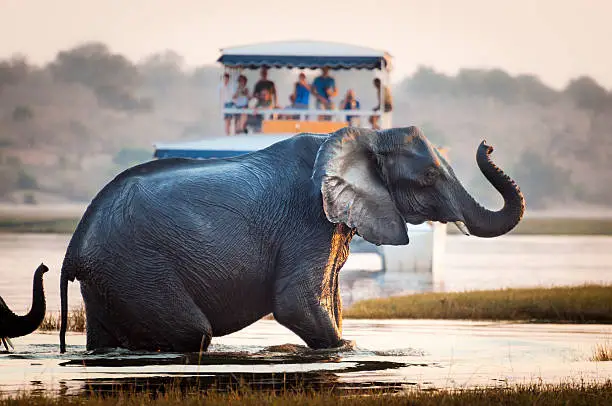 Tourist watching an elephant crossing a river in the Chobe National Park in Botswana, Africa; Concept for travel safari and travel in Africa