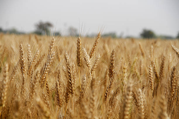 golden wheat field and sunny day