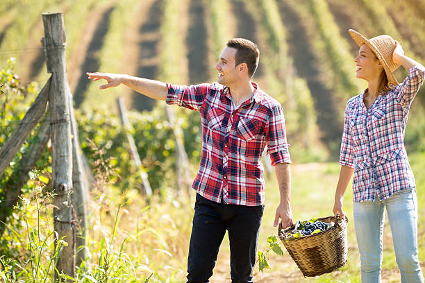 istock Cheerful  young couple  working at vineyard 594932474