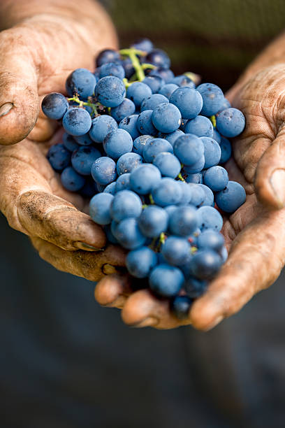istock Hands holding a bunch of grapes 594933228