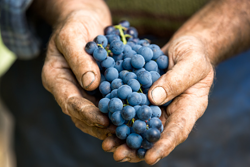 Hand holding fresh bunch of grapes in the vineyard