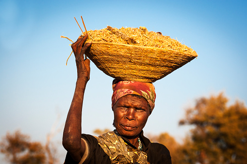 Caprivi Strip, Namibia - August 20, 2011: African woman balancing a basket with cereals in her head in the Caprivi Strip, Namibia, Africa