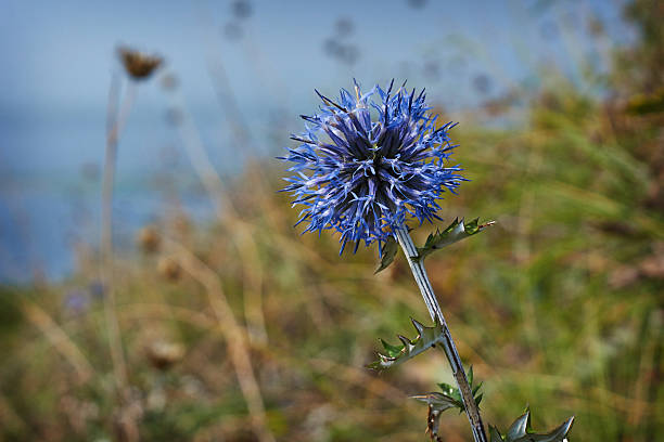 gli echinopi sphaerocephalus fioriscono lungo i corsi d'acqua. - echinops spaerocephalus foto e immagini stock