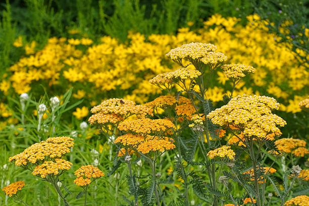 Fernleaf Yarrow in garden yellow Fernleaf Yarrow in garden, species Terracotta fernleaf yarrow in garden stock pictures, royalty-free photos & images