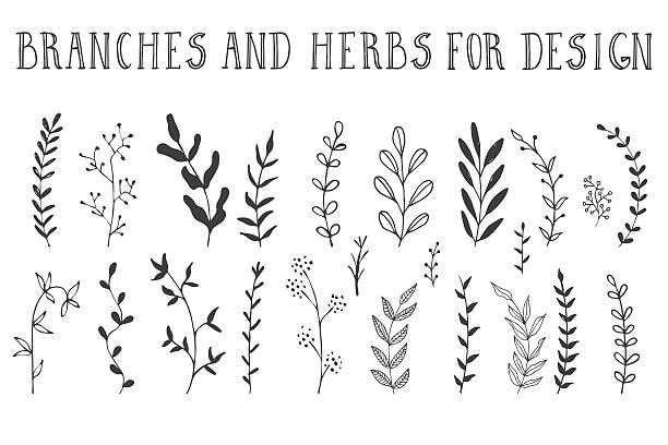Hand drawn branches and herbs Branches and herbs with leaves. Black silhouettes isolated on white background. Set of hand drawn vector decorative elements for your design. Ink vector illustration. twig stock illustrations