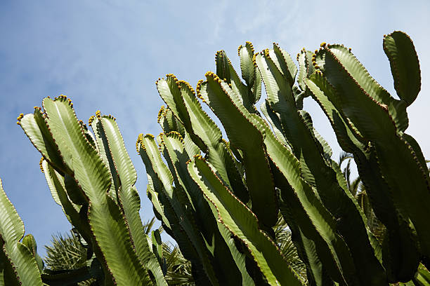 istock cactuses grow in Spain 594935410