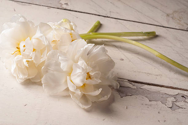 istock White tulip over wooden background. 594935554