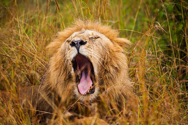 istock Wild African lion resting in the grass. 594936318