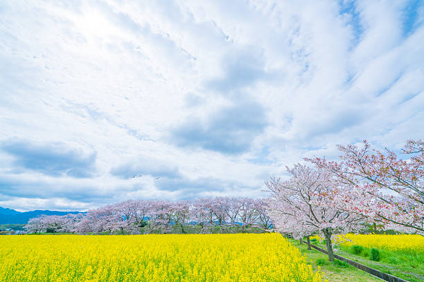 istock Fujiwara cherry blossoms,nara,japan 594936478