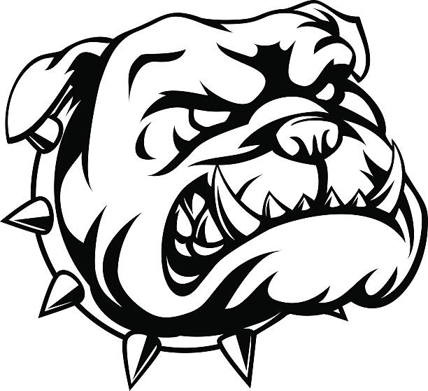 Tough Bulldog A mean looking cartoon bulldog mean dog stock illustrations