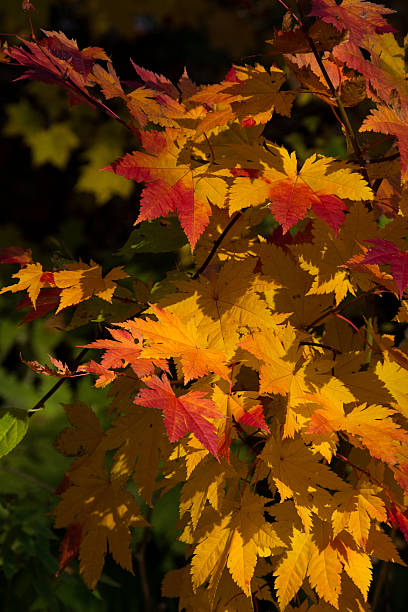 istock The leaves which turned red and yellow 594937084