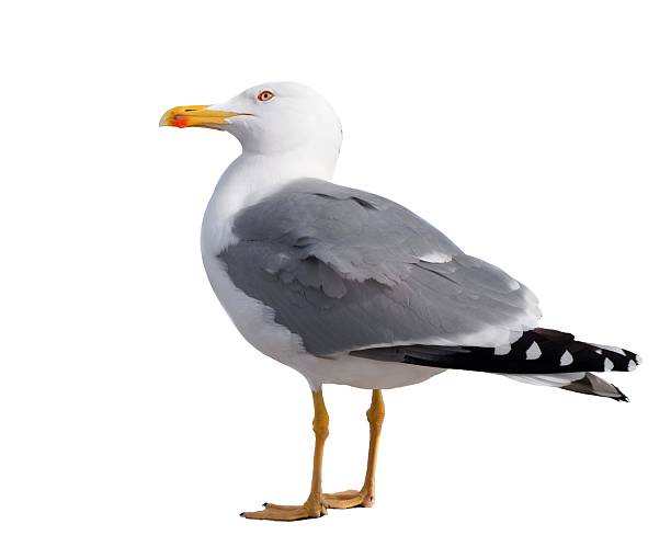 istock sea gull standing on his feet. seagull . 594937910
