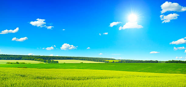 istock Beautiful sunset on wheat field 594938354