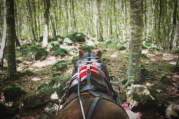 Traditional horse carriage stopped in a mediterranean beech